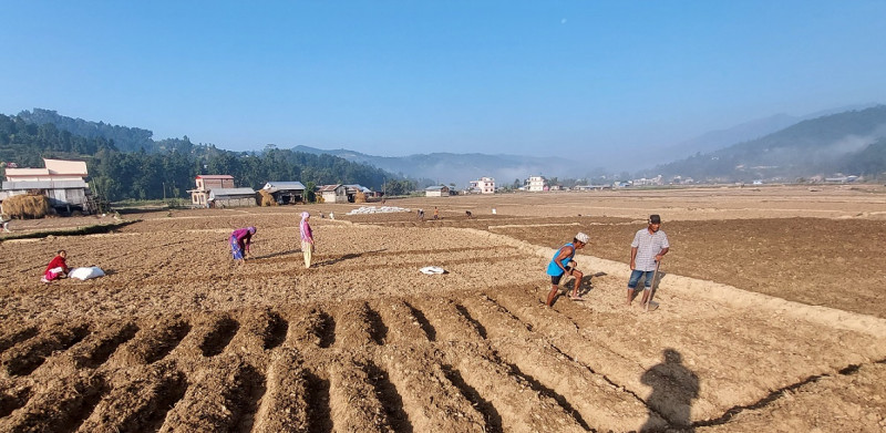 मकवानपुरमा उम्मेदवारलाई भोटकै चिन्ता, कृषक मल नपाएर प्रताडित